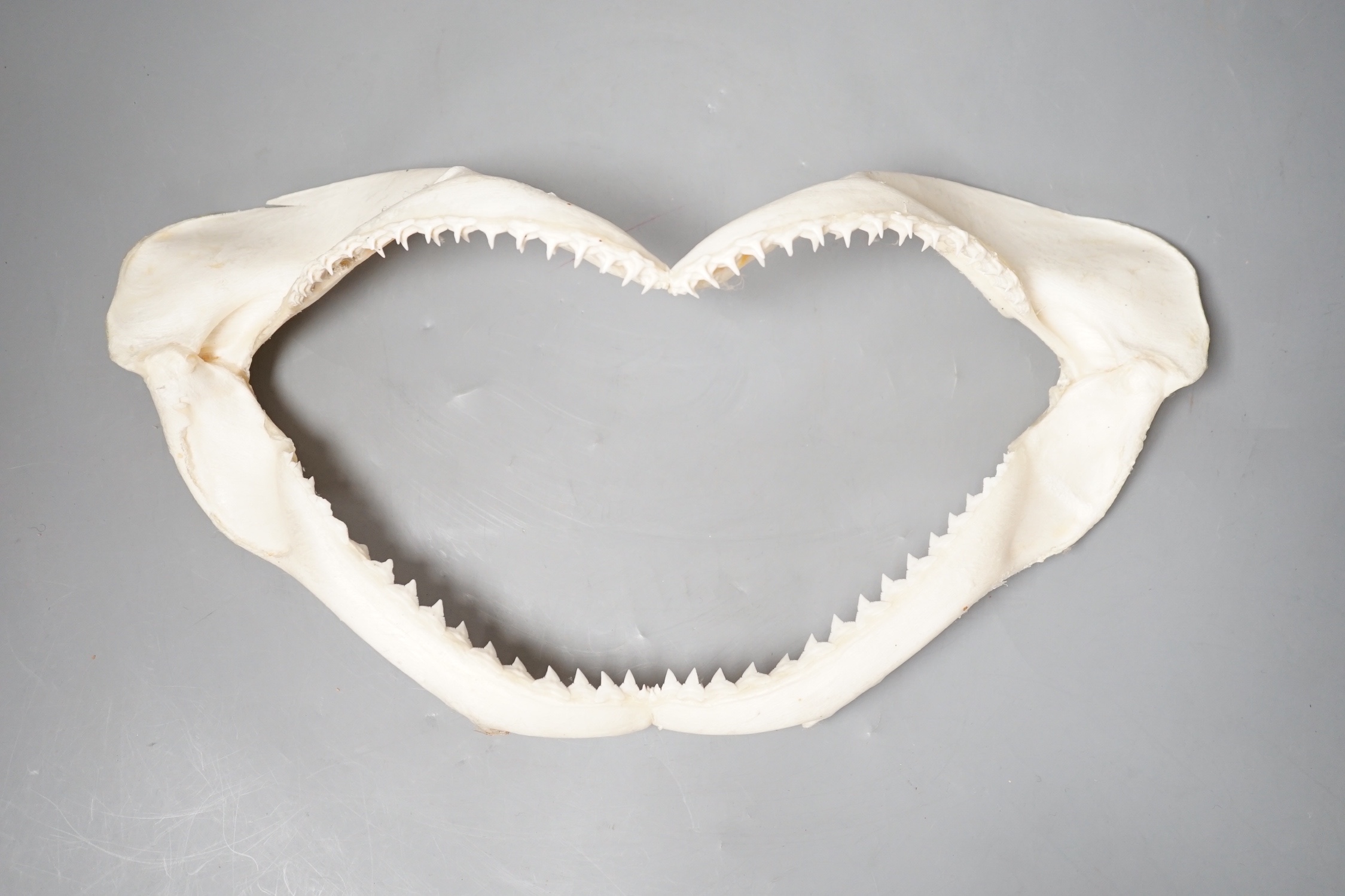 A shark's jaw, 34.5cm wide
